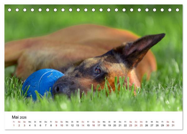 Produktbild: Malinois - Wahnsinn auf vier Pfoten (Tischkalender 2026 DIN A5 quer), CALVENDO Monatskalender