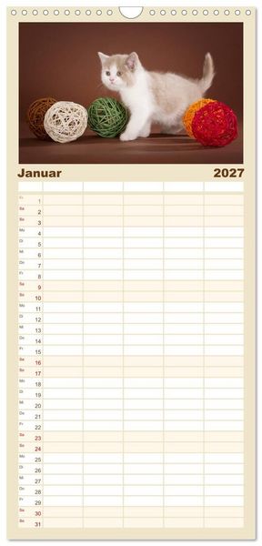 Produktbild: Familienplaner 2027 - Die Britisch Kurzhaar Katze mit 5 Spalten (Wandkalender, 21 x 45 cm) CALVENDO