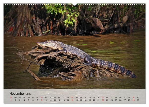 Produktbild: Gro&szlig;e Echsen. Krokodile und Alligatoren (hochwertiger Premium Wandkalender 2026 DIN A2 quer), Kunstdruck in Hochglanz