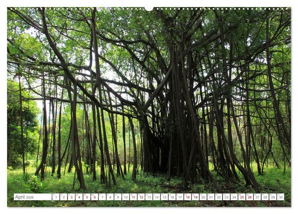 Produktbild: Indonesien pur und sch&ouml;n (Wandkalender 2026 DIN A2 quer), CALVENDO Monatskalender