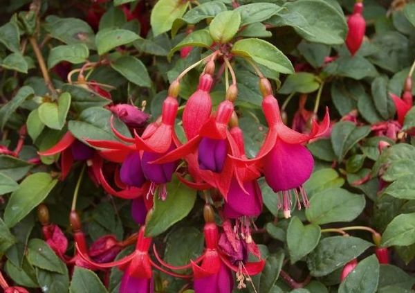 Produktbild: Madeiras Blumenwelt (Tischaufsteller DIN A5 quer)