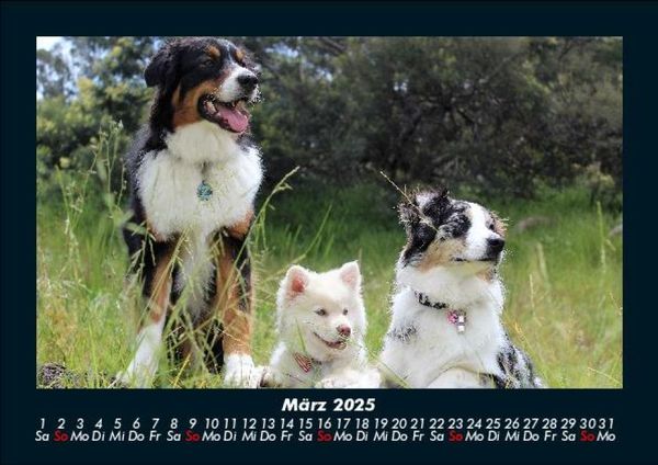 Produktbild: Hunde 2025 Fotokalender DIN A5