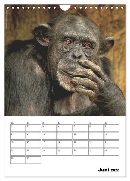 Produktbild: Augenblick der Affen 2026 (Wandkalender 2026 DIN A4 hoch), CALVENDO Monatskalender