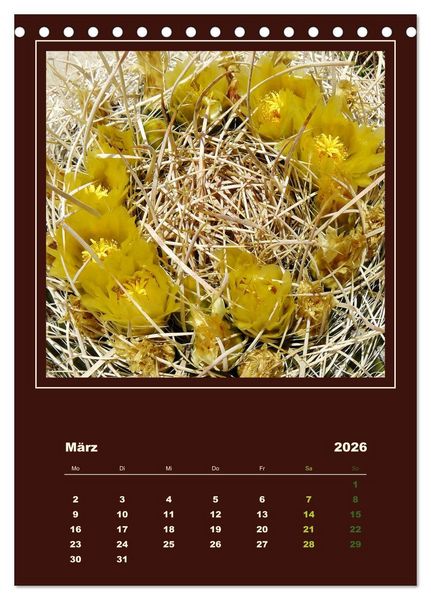 Produktbild: Wilde Kakteen Amerikas (Tischkalender 2026 DIN A5 hoch), CALVENDO Monatskalender