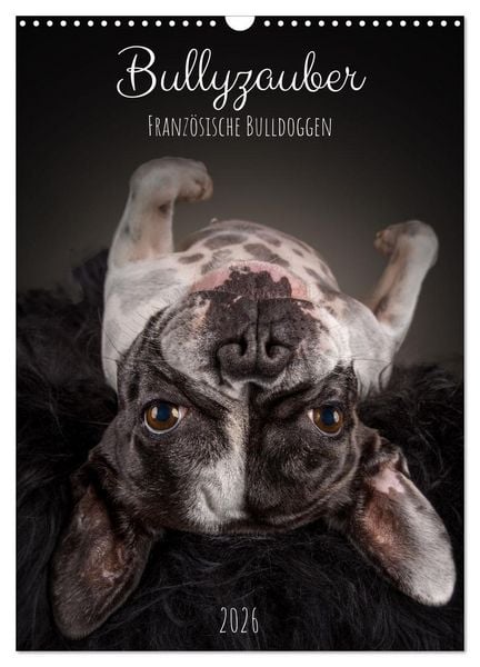 Produktbild: Bullyzauber - Franz&ouml;sische Bulldoggen (Wandkalender 2026 DIN A3 hoch), CALVENDO Monatskalender