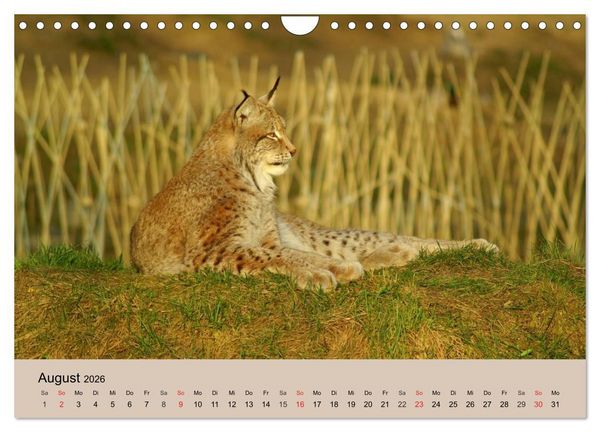 Produktbild: Der Luchs. Pinselohren und Bernsteinaugen (Wandkalender 2026 DIN A4 quer), CALVENDO Monatskalender