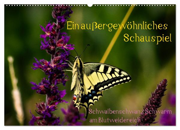 Produktbild: Ein au&szlig;ergew&ouml;hnliches Schauspiel (Wandkalender 2026 DIN A2 quer), CALVENDO Monatskalender