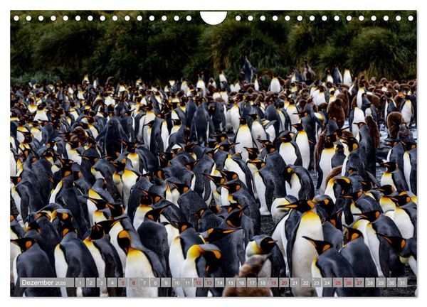 Produktbild: Einfach liebenswert diese Pinguine (Wandkalender 2026 DIN A4 quer), CALVENDO Monatskalender