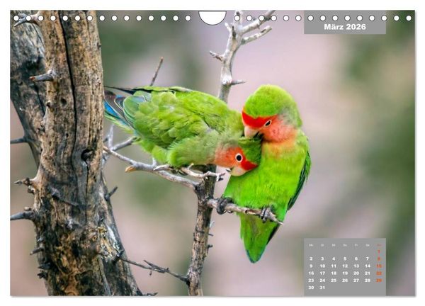 Produktbild: Papageien - Frech, sch&ouml;n und schlau (Wandkalender 2026 DIN A4 quer), CALVENDO Monatskalender