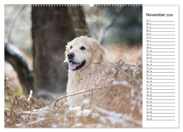 Produktbild: Goldig durch das Jahr! (hochwertiger Premium Wandkalender 2026 DIN A2 quer), Kunstdruck in Hochglanz