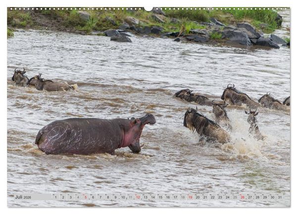 Produktbild: Emotionale Momente: Nilpferde hautnah (Wandkalender 2026 DIN A2 quer), CALVENDO Monatskalender