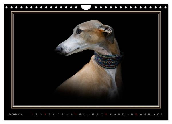 Produktbild: Galgo Espa&ntilde;ol 2026- Der spanische Windhund (Wandkalender 2026 DIN A4 quer), CALVENDO Monatskalender