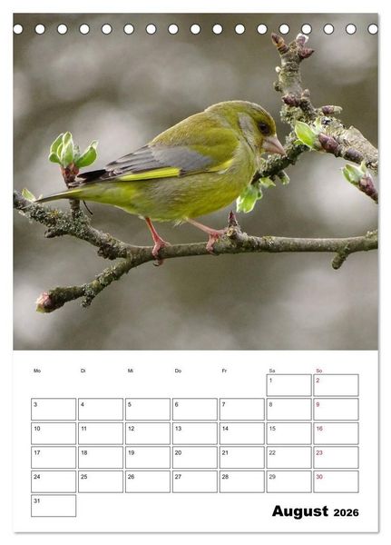 Produktbild: Amsel, Drossel, Fink und Star - beobachtet (Tischkalender 2026 DIN A5 hoch), CALVENDO Monatskalender