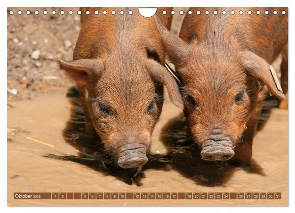 Produktbild: Gl&uuml;ckliche Schweine Berkshire-Iberico Ferkel (Wandkalender 2026 DIN A4 quer), CALVENDO Monatskalender
