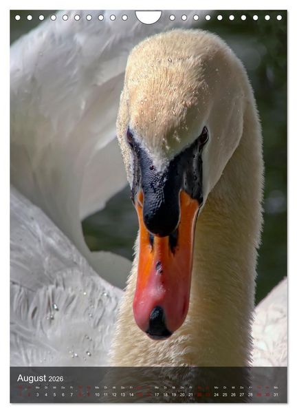 Produktbild: Der Schwan (Wandkalender 2026 DIN A4 hoch), CALVENDO Monatskalender