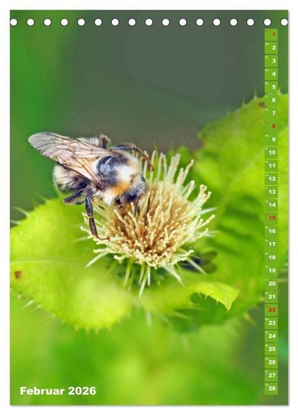 Produktbild: Blossom Love, von Bienen und Hummeln (Tischkalender 2026 DIN A5 hoch), CALVENDO Monatskalender
