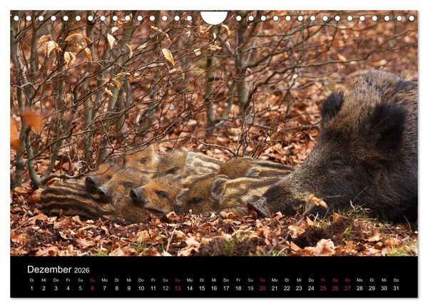 Produktbild: Wilde Wutzen. Das heimische Wildschwein (Wandkalender 2026 DIN A4 quer), CALVENDO Monatskalender