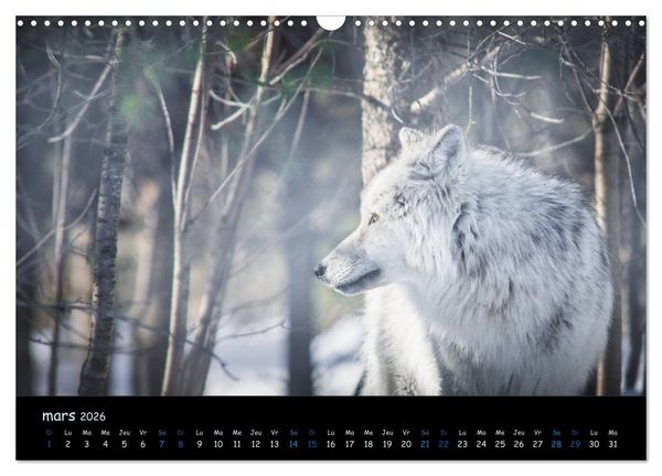Produktbild: J'ai vu le loup (Calendrier mural 2026 DIN A3 vertical), CALVENDO calendrier mensuel