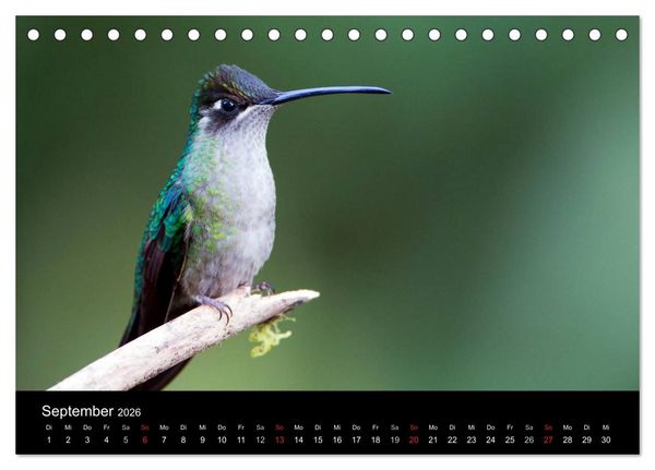 Produktbild: Der Kolibrikalender (Tischkalender 2026 DIN A5 quer), CALVENDO Monatskalender
