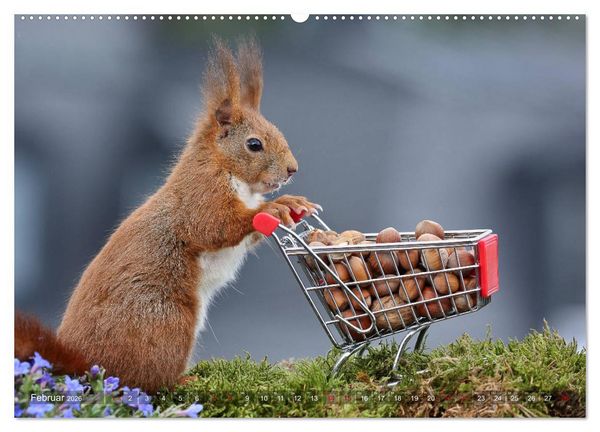 Produktbild: Eichh&ouml;rnchen Luna und ihre Kinder (Wandkalender 2026 DIN A2 quer), CALVENDO Monatskalender
