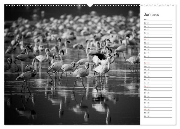 Produktbild: Flamingo Impressionen 2026 (Wandkalender 2026 DIN A2 quer), CALVENDO Monatskalender