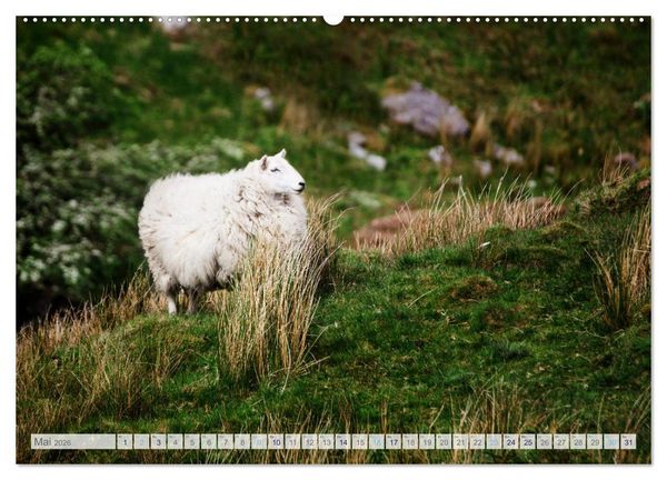 Produktbild: Schafe - Raues Wetter, weiche Wolle (hochwertiger Premium Wandkalender 2026 DIN A2 quer), Kunstdruck in Hochglanz