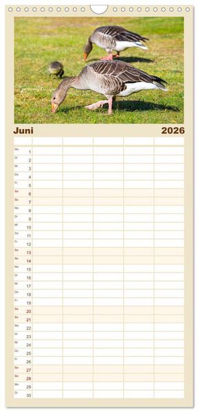 Produktbild: Familienplaner 2026 - Geliebte Tiere auf dem Bauernhof mit 5 Spalten (Wandkalender, 21 x 45 cm) CALVENDO