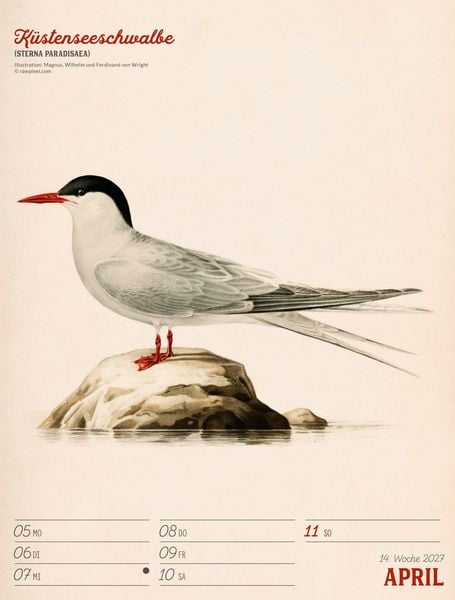 Produktbild: Wunderbare Vogelwelt Wochenplaner Kalender 2027
