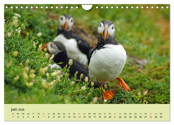 Produktbild: Macareux-moines Des petits oiseaux originaux! (Calendrier mural 2026 DIN A4 vertical), CALVENDO calendrier mensuel