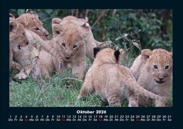 Produktbild: Tiere in der Wildnis 2026 Fotokalender DIN A4