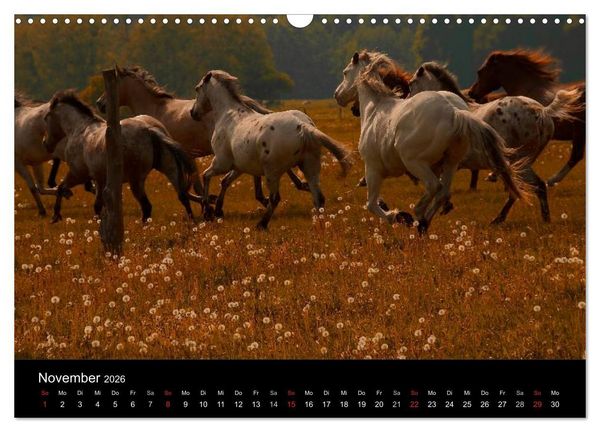 Produktbild: Wilde Pferde (Wandkalender 2026 DIN A3 quer), CALVENDO Monatskalender