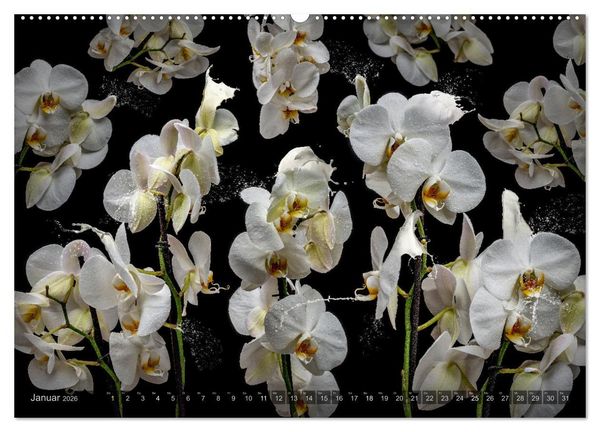 Produktbild: Orchidea (Wandkalender 2026 DIN A2 quer), CALVENDO Monatskalender