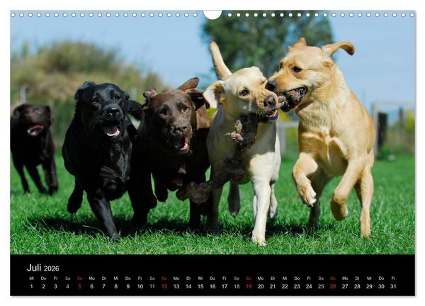 Produktbild: Labrador Retriever 2026 (Wandkalender 2026 DIN A3 quer), CALVENDO Monatskalender