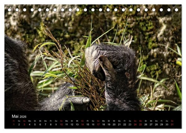 Produktbild: Gorillas - Die sanften Wilden (Tischkalender 2026 DIN A5 quer), CALVENDO Monatskalender
