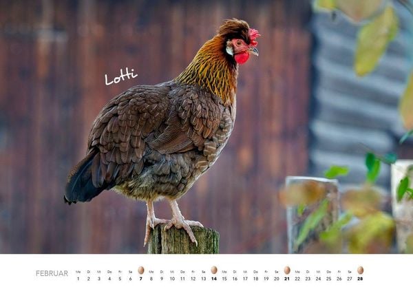 Produktbild: H&uuml;hner Kalender 2027