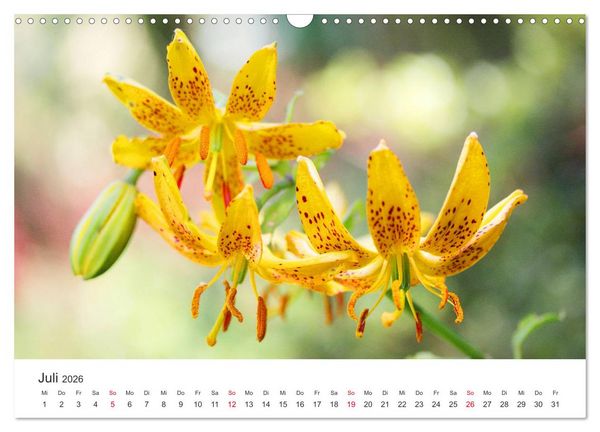Produktbild: Feurige Lilien (Wandkalender 2026 DIN A3 quer), CALVENDO Monatskalender