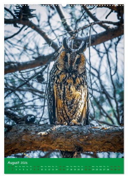 Produktbild: Our wild nature, American birds (High Quality Premium Wall Calendar 2026 DIN A2 portrait),CALVENDO 12 Month Wall Calendar