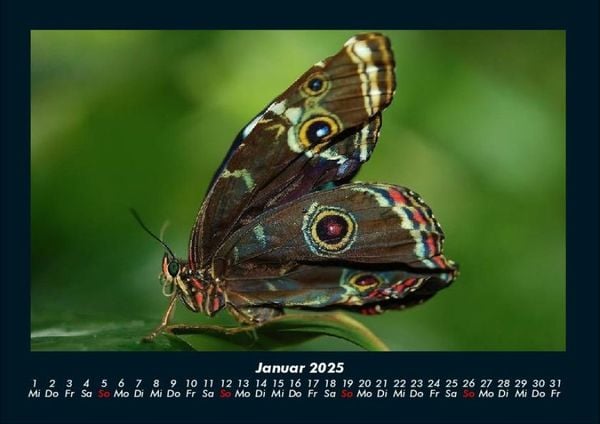 Produktbild: Bunte Pracht der Schmetterlinge 2025 Fotokalender DIN A4
