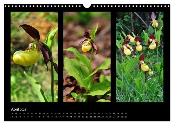 Produktbild: Heimische Orchideen im Dreierpack (Wandkalender 2026 DIN A3 quer), CALVENDO Monatskalender