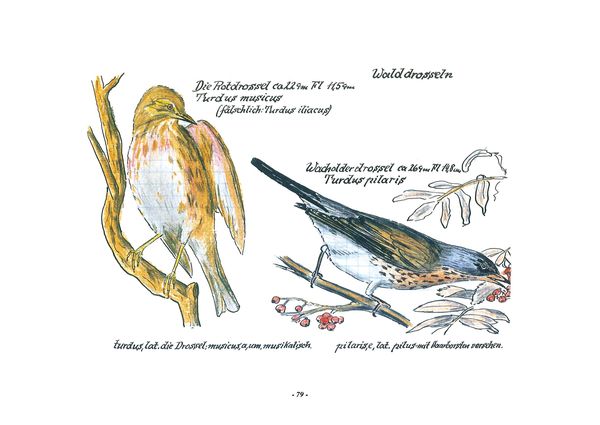 Produktbild: Das Vogel-Album. 1950