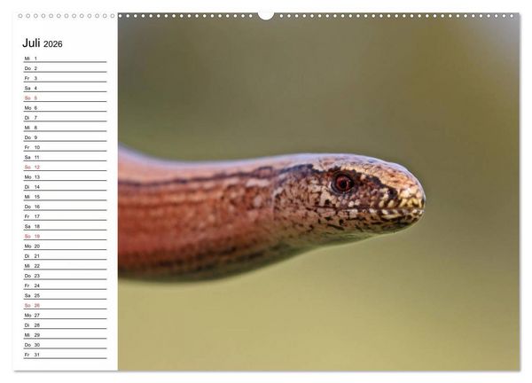 Produktbild: Amphibien und Reptilien (hochwertiger Premium Wandkalender 2026 DIN A2 quer), Kunstdruck in Hochglanz