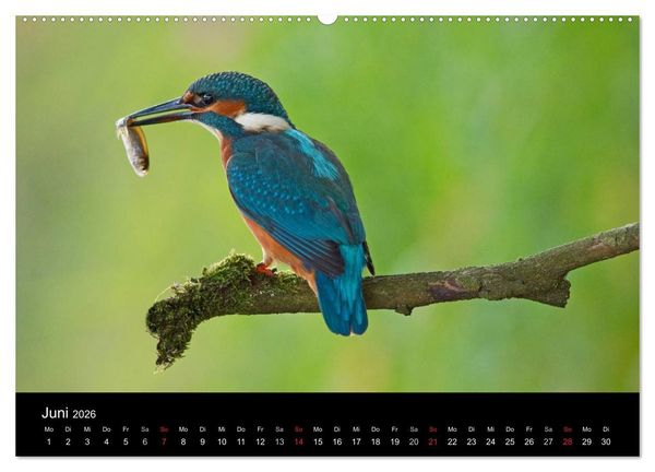 Produktbild: Der Eisvogel...fliegendes Juwel (hochwertiger Premium Wandkalender 2026 DIN A2 quer), Kunstdruck in Hochglanz