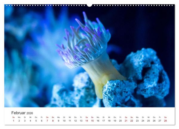 Produktbild: Tiefsee - Ein Abenteuer ins Unbekannte. (hochwertiger Premium Wandkalender 2026 DIN A2 quer), Kunstdruck in Hochglanz