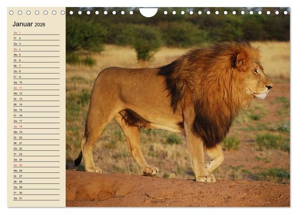 Produktbild: L&ouml;wen in freier Wildbahn (Wandkalender 2026 DIN A4 quer), CALVENDO Monatskalender