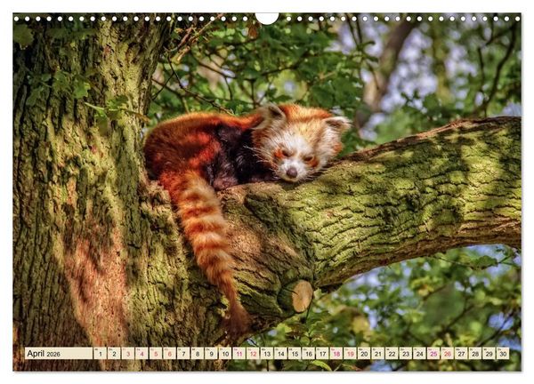 Produktbild: Kleiner Panda (Wandkalender 2026 DIN A3 quer), CALVENDO Monatskalender