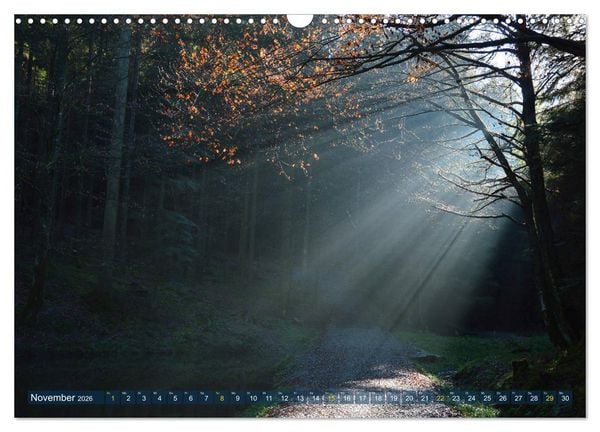 Produktbild: Spaziergang im Wald (Wandkalender 2026 DIN A3 quer), CALVENDO Monatskalender