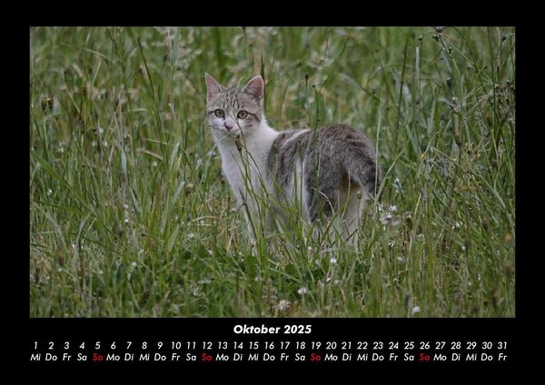 Produktbild: F&uuml;r Katzenfreunde 2025 Fotokalender DIN A3