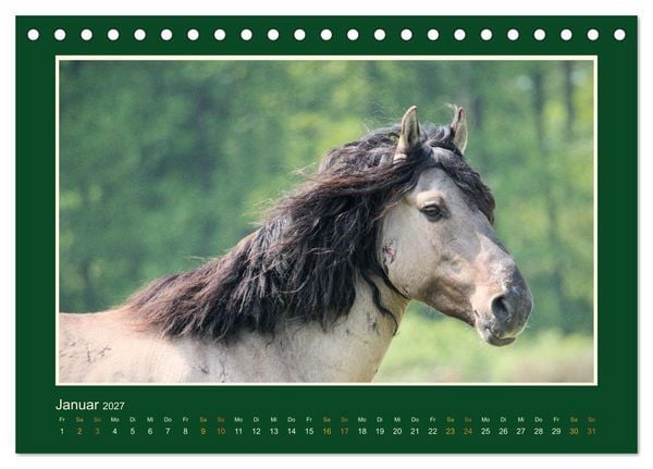 Produktbild: Die letzten Wilden - freilebende Pferde in D&uuml;lmen (Tischkalender 2027 DIN A5 quer), CALVENDO Monatskalender