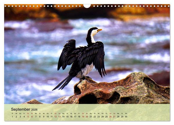 Produktbild: Neuseelands Vogelwelt (Wandkalender 2026 DIN A3 quer), CALVENDO Monatskalender