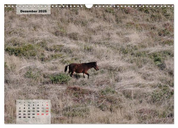Produktbild: Nordportugal - Heimat der letzten wilden Pferde (Wandkalender 2026 DIN A3 quer), CALVENDO Monatskalender